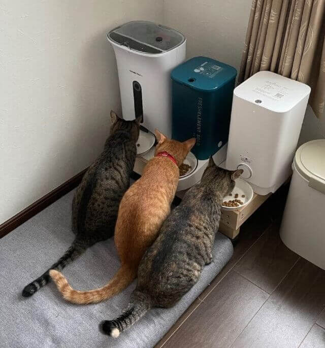 【おまとめ割り開催中】自動給餌器 自動給餌機 猫 中小型犬用 定価6000円